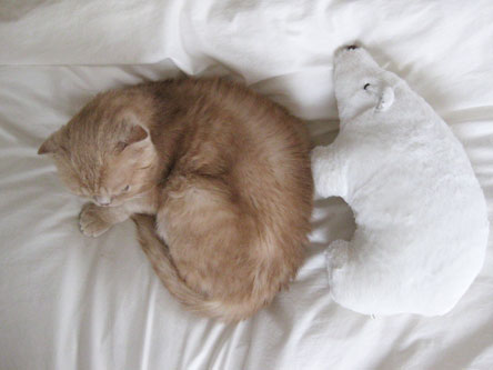 kuma02.jpg