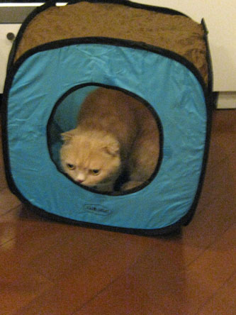 newtoy02.jpg